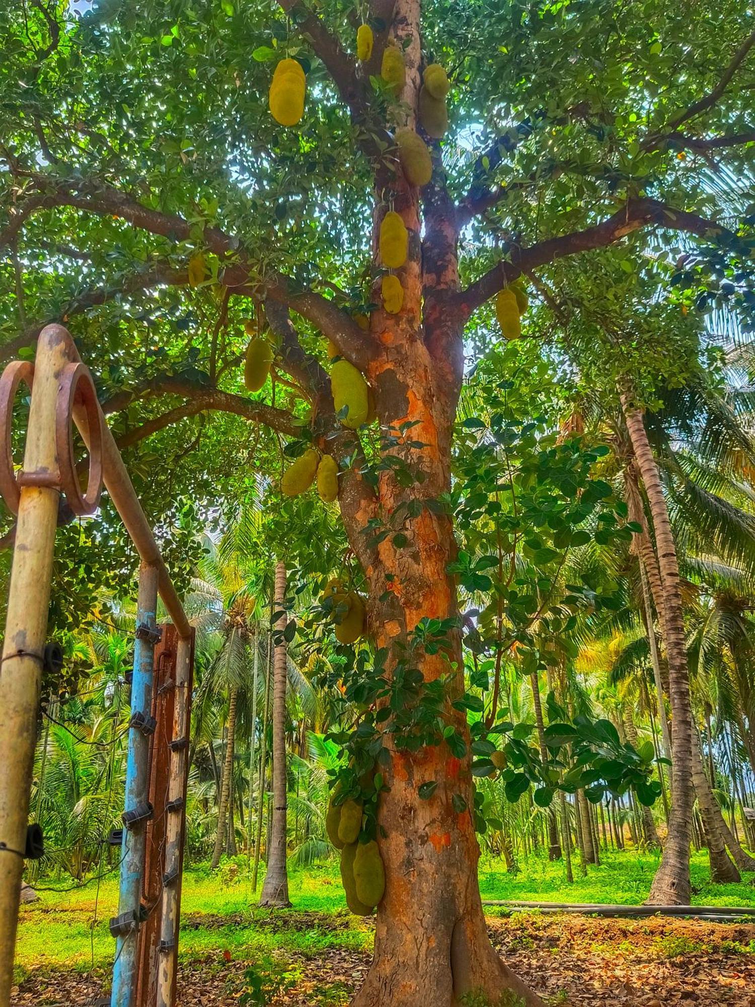 Shivalaya Farmstay Located Amdist Coconut Farm With River Access Near Isha,Adiyogi,Siruvani Alāndurai Eksteriør billede